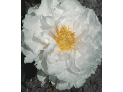 Pivoňka dřevitá XUE TA