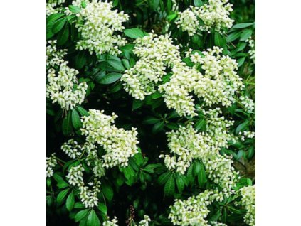 Pieris japonský ´Purity´ - 2 leté v K0,5