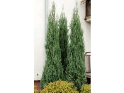 Jalovec skalní ´BLUE ARROW´