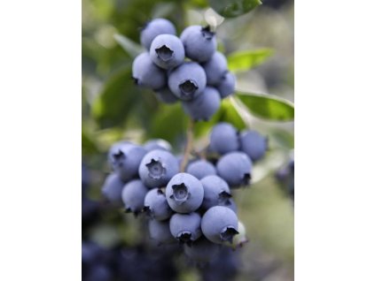 Borůvka kanadská NELSON