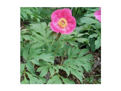 Pivoňka lékařská MOLLIS @