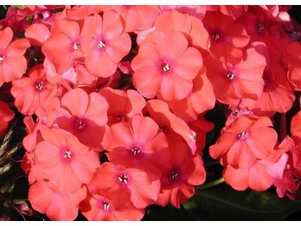 Plamenka latnatá FREUDENFEUER