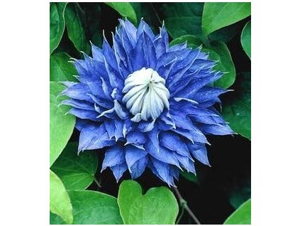 Plamének ´MULTI BLUE´