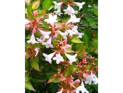 Abélie EDWARD GOUCHER