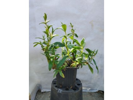 Cistus monspeliensis