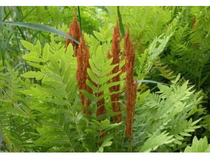 Podezřeň královská