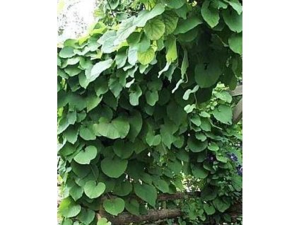 Podražec velkolistý