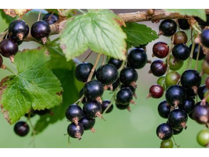 Rybíz černý LITTLE BLACK SUGAR®