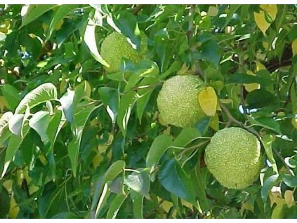 Pomerančovka jablkovitá