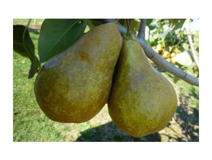 Hrušeň BOSCOVA LAHVICE - sem.