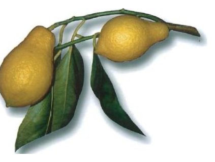 Citroník  ´Perettone´