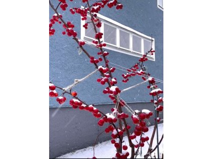 Jabloň okrasná - Red Sentinel - 2 leté