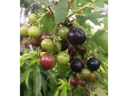 Meruzalka plodová BLACK GIANT MISSOURI - stromková