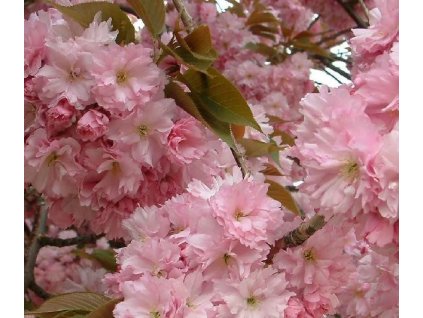 Sakura KANZAN, KM 200-250 cm