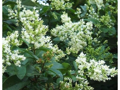 Ptačí zob vejčitolistý