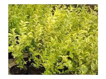 Ptačí zob vejčitolistý AUREUM K0,5-1