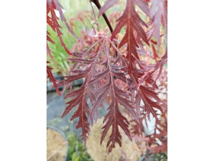Javor dlanitolistý 'Garnet', K1