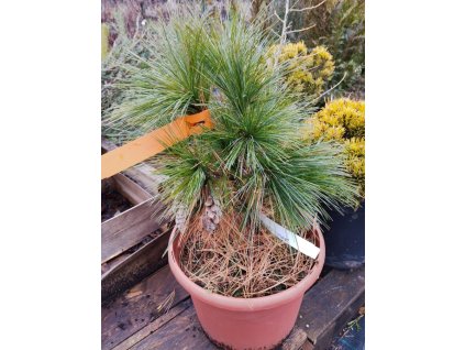 Borovice schwerinova WIETHORST - k5