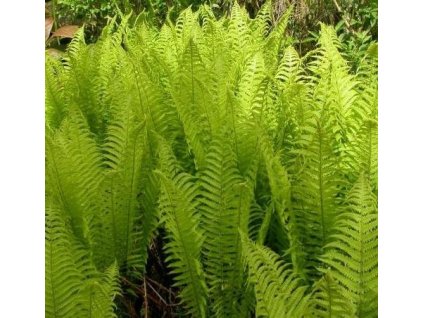 Pérovník pštrosí