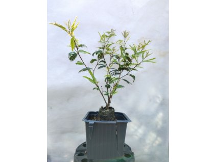 Kaliandra suriamská DIXIE PINK