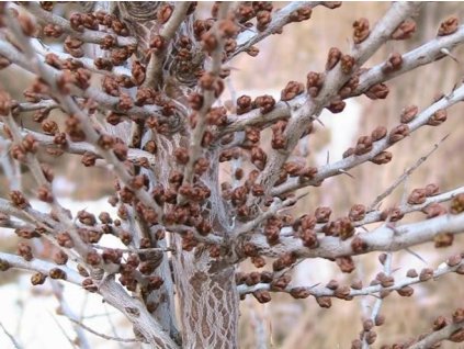 Rakytník řešetlákový POLLMIX - samec / opylovač