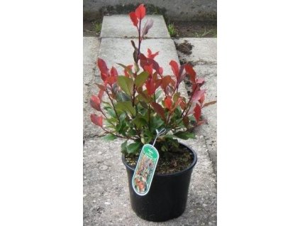 Blýskalka RED ROBIN