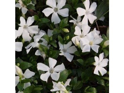 Brčál barvínek menší ALBA