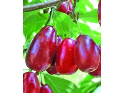 Dřín KAZANLAK - velkoplodý K5, 80-100 cm