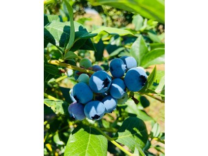 Borůvka kanadská CHANDLER