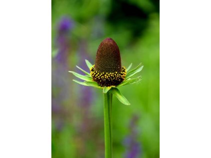 Třapatka Green Wizard