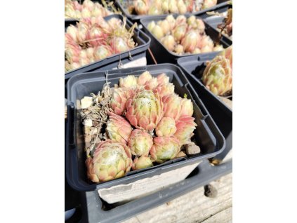 Netřesk KRAMER´S SPINRAD