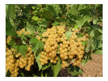 Rybíz bílý PRIMUS - stromkový