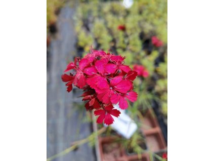 Hvozdík- Dianthus cruentus