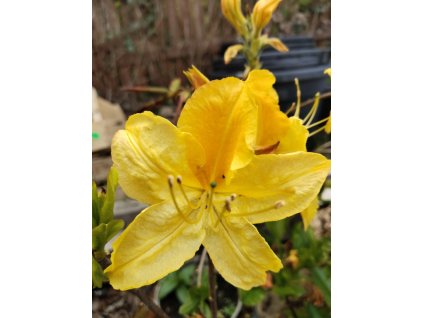 Azalka KH ´Goldtopas´