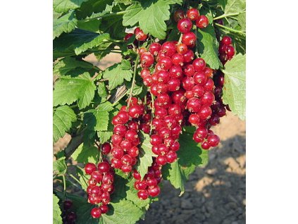 Rybíz červený JONKHEER VAN TETS - stromkový