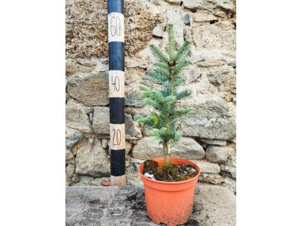 Jedle plstnatoplodá ´Compacta´ (20-30cm, K2)
