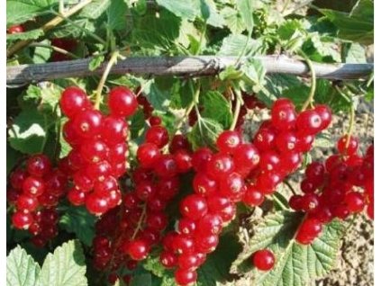 Rybíz červený ROVADA - stromkový