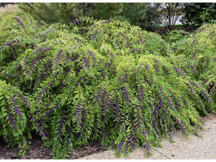 Krásnoplodka ´ISSAI´ (10-20cm-K0,5)