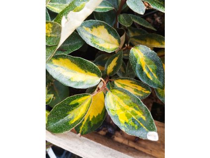 Hlošina Ebbingeova MARYLINE®