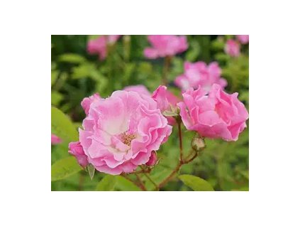 Růže Banksové - ROSEA