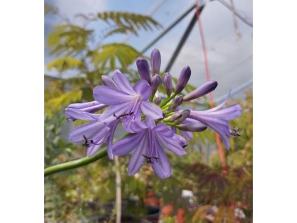 Kalokvět - Agapanthus PURPLE DELIGHT