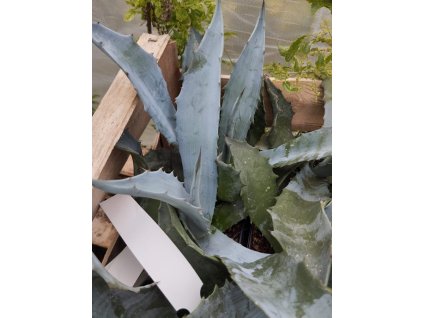 Agave americana subsp. protamericana
