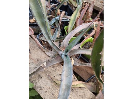 Agave havardiana