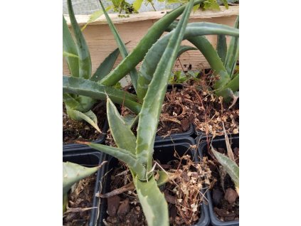 Agave deserti subsp. deserti