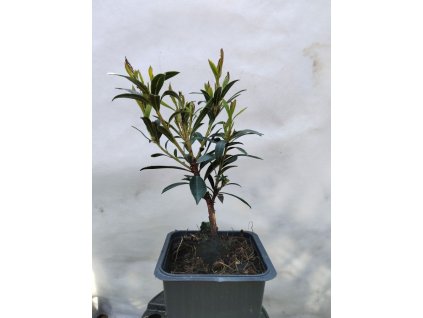 Planika obecná MERCURIUS®