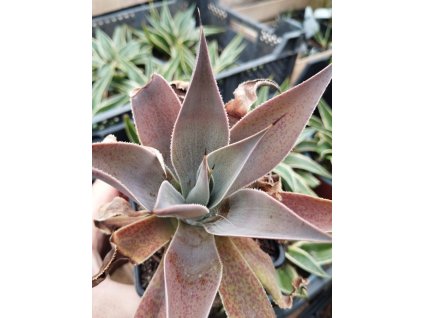 Mangave LAVENDER LADY