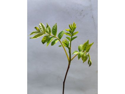 Hořčina hořkoňová - Picrasma quassioides