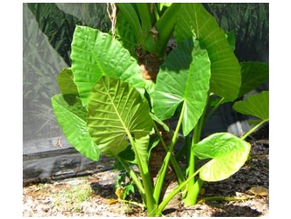 Alokázie BORNEO GIANT