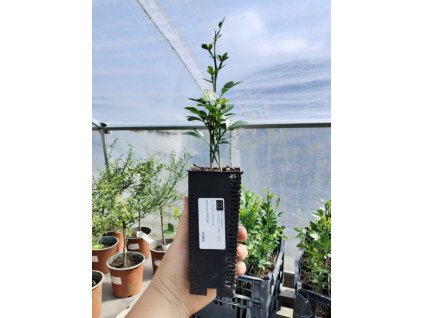 Citronečník trojlistý KRYDER