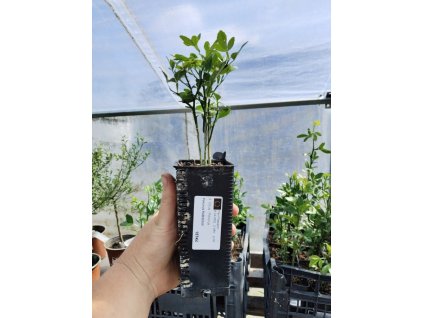 Citronečník trojlistý RUBIDOUX